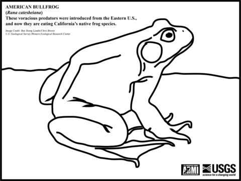 American Bullfrog Coloring Page